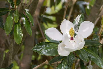 southern magnolia flower open on the tree Magnolia grandiflora