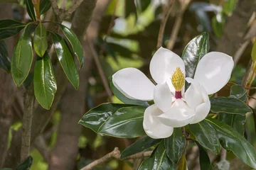 Fototapeten southern magnolia flower open on the tree Magnolia grandiflora © David Jalda