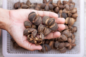 Dry seeds of Sacha inchi, Sacha mani, Inca peanut or Plukenetia volubilis in hand is a herb and cosmetics.