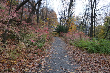 path in the autumn forest