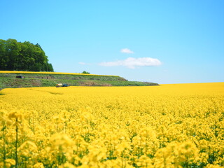 Obraz premium 北海道の絶景 安平町の美しい菜の花畑