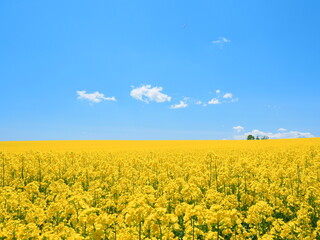 北海道の絶景 安平町の美しい菜の花畑