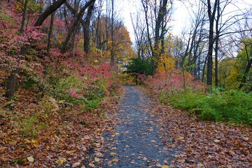 path in autumn forest
