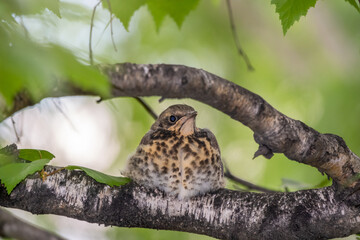 A fieldfare chick, Turdus pilaris, has left the nest and is sitting on a branch. A chick of fieldfare sitting and waiting for a parent on a branch.