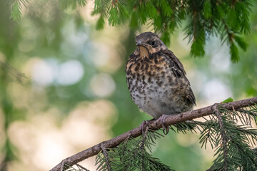 A fieldfare chick, Turdus pilaris, has left the nest and is sitting on a branch. A chick of fieldfare sitting and waiting for a parent on a branch.
