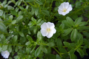 white evening primrose flowers 