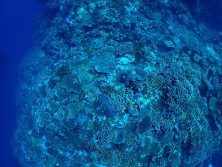 Fototapeta na wymiar Healthy Coral Reef in Ishigaki island, Okinawa