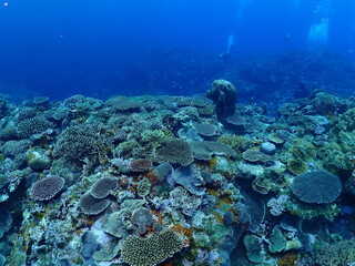 Healthy Coral Reef in Ishigaki island, Okinawa