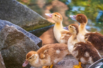 Cute little ducklings standing in a lake coast