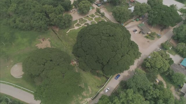 Giant Monkey Pod Tree aerial view in Kanchanaburi Thailand