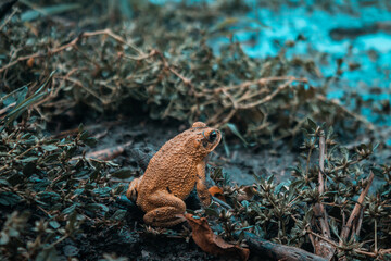 Ranas