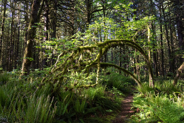 Canadian Rain Forest. View of Fresh Green Trees in the Woods with Moss. Taken in Golden Ears Provincial Park, near Vancouver, British Columbia, Canada. Nature Background