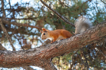 The squirrel sits on a pine branches in the summer or autumn.