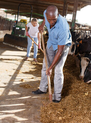 Man farmer feeds on hay cow and woman working on background at farm