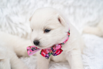 cute white Japanese spitz puppy with a pink bow around the neck.