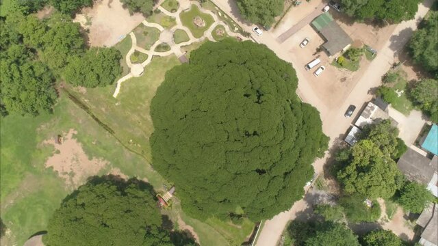 Giant Monkey Pod Tree a big tree in Kanchanaburi Thailand