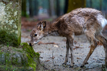 A fawn eating
