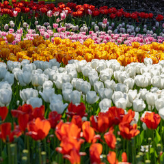 Fototapeta premium field of tulips