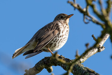 Singdrossel (Turdus philomelos)