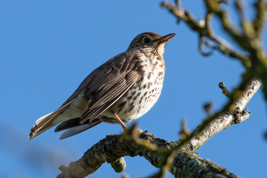 Singdrossel (Turdus philomelos)