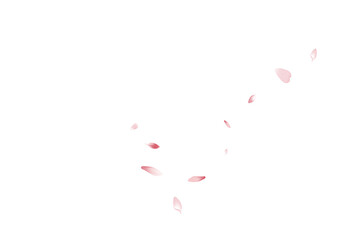 Transparent Peach Petal Vector White Background.