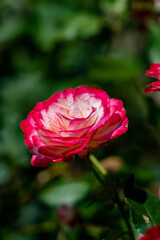 Fototapeta premium red rose flower
