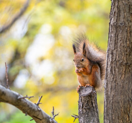 Naklejka na ściany i meble Squirrel with nut in Autumn sits on a branch