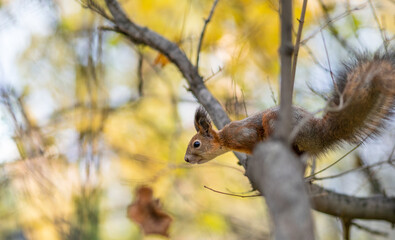Squirrel in Autumn sits on a branch