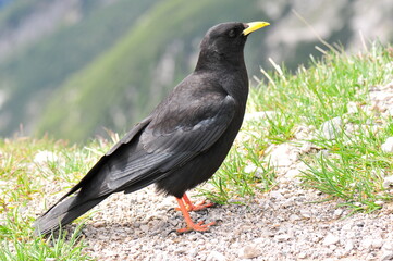 Alpendohle (Pyrrhocorax graculus)