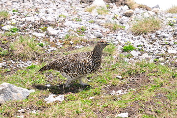 Alpenschneehuhn (Lagopus muta)