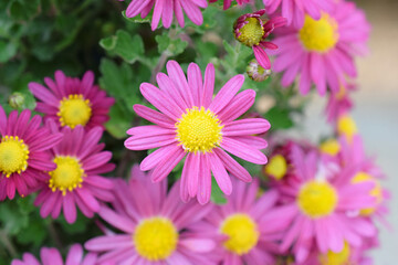 Obraz premium 小菊