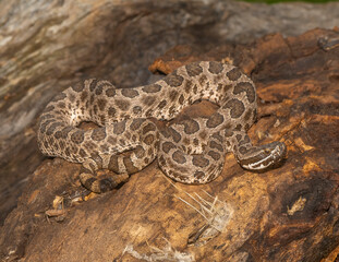 Western Massasauga Rattlesnake