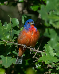 Painted Bunting male