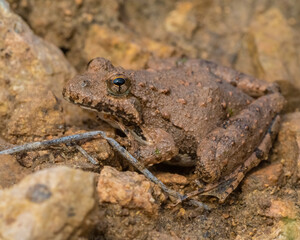 Naklejka premium Blanchard's Cricket Frog