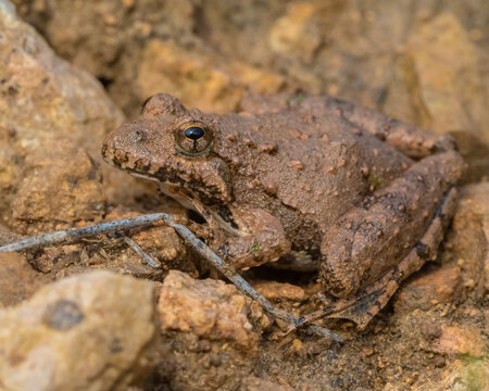 Blanchard's Cricket Frog