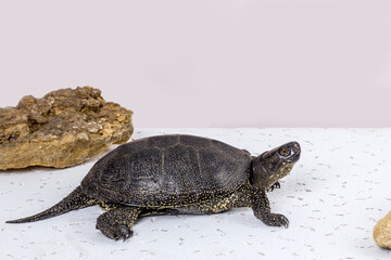 Small land turtle for home breeding on a light background with a copy space.