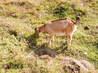 Nepalese goat find and eating grass on floor of grassland meadow at outdoor rural countryside in Pokhara metropolitan city as the capital of Gandaki Province of Nepal