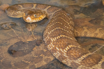 Plain-Bellied Water snake with a skinned up nose