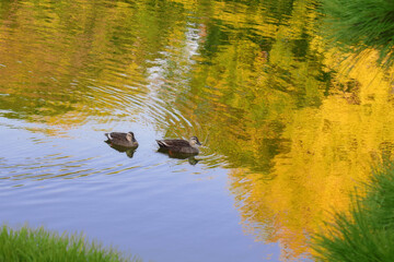 紅葉する木々を写す池を泳ぐカルガモ