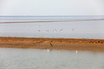 Birds live in wetlands, North China