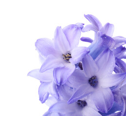 Naklejka premium Beautiful hyacinth flowers on white background