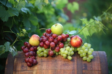 Bunches of red and white grapes with apples on a barrel in a vineyard