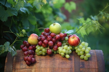 Red and white grapes with apples on a barrel in a vineyard