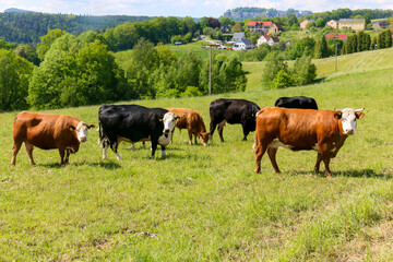 Kuhherde mit schwarzbunten und braunen Kühen auf einer Wiese vor dem Königstein