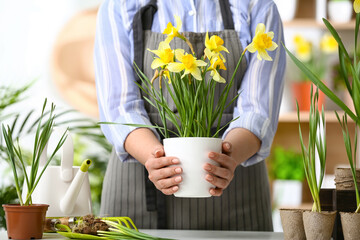 Gardener with narcissus plant in pot indoors