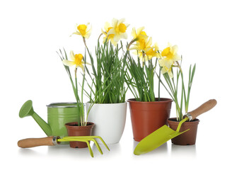 Gardening tools with narcissus plants on white background