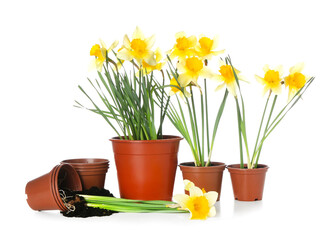 Gardening pots with narcissus plants on white background