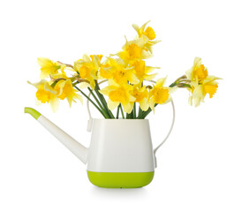 Watering can with narcissus flowers on white background