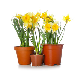 Gardening pots with narcissus plants on white background