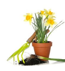 Gardening tools with narcissus plant and soil on white background